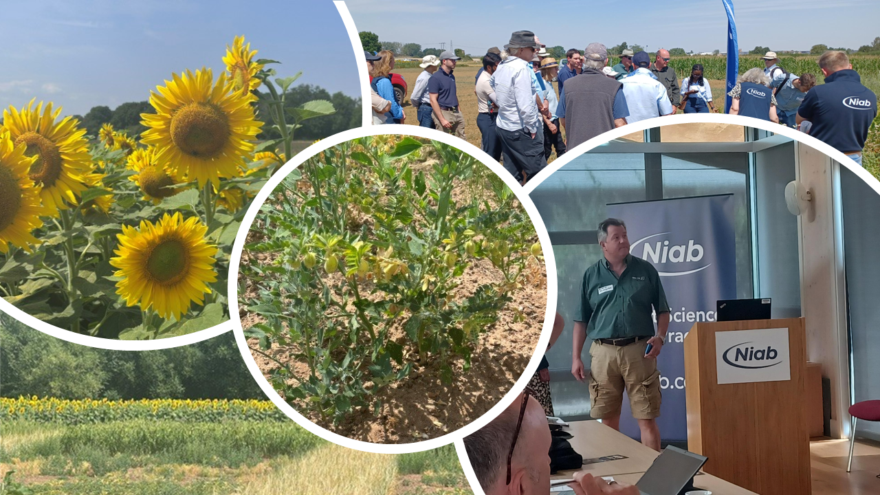 NUCNet Farmer Days 2026 showcasing Novel and Underutilised Crops